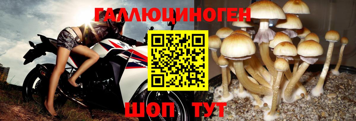 Галлюциногенные грибы мицелий  Псилоцибиновые грибы Psilocybe  Вход с VPN  Новоалександровск 